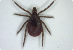 Image of Ticks