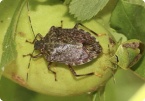 Image of Stink bugs