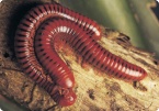 Image of Millipedes