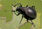 Image of Weevils