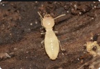 Image of Termites