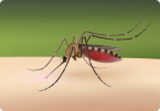 Image of Mosquitoes